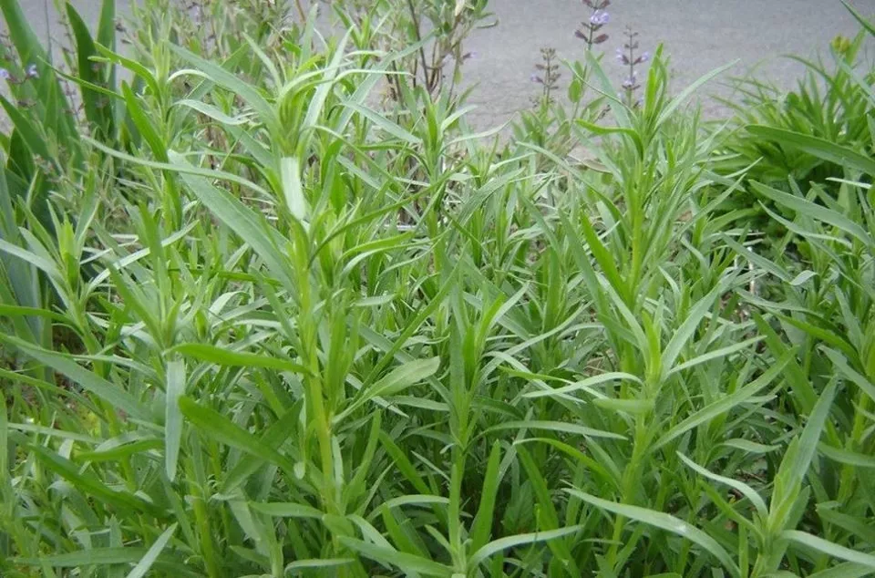 MBK 1400 Seeds Russian Tarragon Herb NonGmo Dragon Wort Variety Sizes Pa... - $180.09 MXN