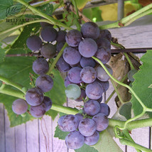 BELLFARM 100PCS Bluebell Grape Seeds, Black Blue Color Winter Hardy Table Grape  - £6.78 GBP