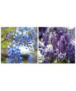 Blue Chinese Wisteria Tree Starter Plant - $99.82 CAD
