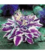 Hosta Bonsai Perennials Plantain Beautiful Lily Flower White 200 PCS Seeds - $179.14 MXN