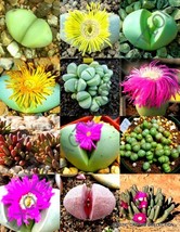 RARE ARGYRODERMA MIX succulent cactus mixed living stones rocks seed  20 SEEDS - £7.24 GBP