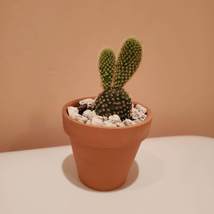Bunny Ears Cactus in terra cotta planter, 2 inch live plant, Opuntia microdasys image 2