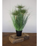 Large Realistic Lifelike Artificial Cyprus Grass Plant In Black Pot Bota... - $68.33 CAD