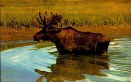 Vintage Postcard - Big Bull Moose Crossing a Pond On A Summer Day BK37 - £3.89 GBP