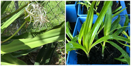 Giant White Lilly (Crinum Asiaticum)/Spider Lily, Starter plant (1X8-12&quot;) - NAU1 - £25.05 GBP
