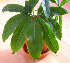 10 Seeds FanLeaf Chinese GREEN DRAGON Arum Pinellia Pedatisecta Houseplant Shade - £13.62 GBP