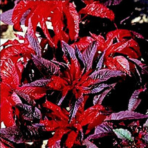 Amaranthus Seeds Molten Fire Foliage Plant Seeds Eye Catching Leaves 75C... - $9.08