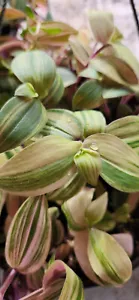 Variegated Baby Bunny Bellies - Wandering Jewel Tradescantia Basket Hous... - $19.50