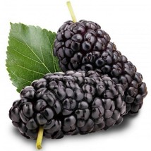 200PCS Mulberry seeds Blackish Purple Big Fruit Seeds  - £24.31 GBP