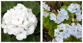 20pcs Geranium Purely Milky White Big Blooms Perennial Bonsai Flowers &#39;Seeds&#39;  - £16.11 GBP