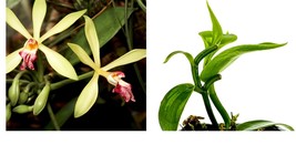 Vanilla planifolia - Vanilla Bean Orchid - Live Plant - GARDEN - £52.91 GBP