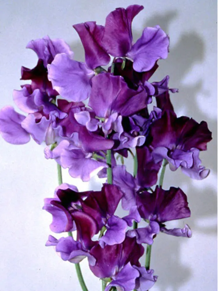 Lathyrus Odoratus Sweet Pea Seeds - Purple with Deep Purple Accents  50 ... - $8.84
