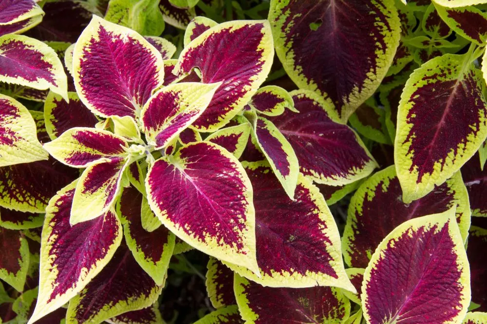 Colored Grass Indoor Potted Plant Coleus Blumei, 50 Seeds - $12.19