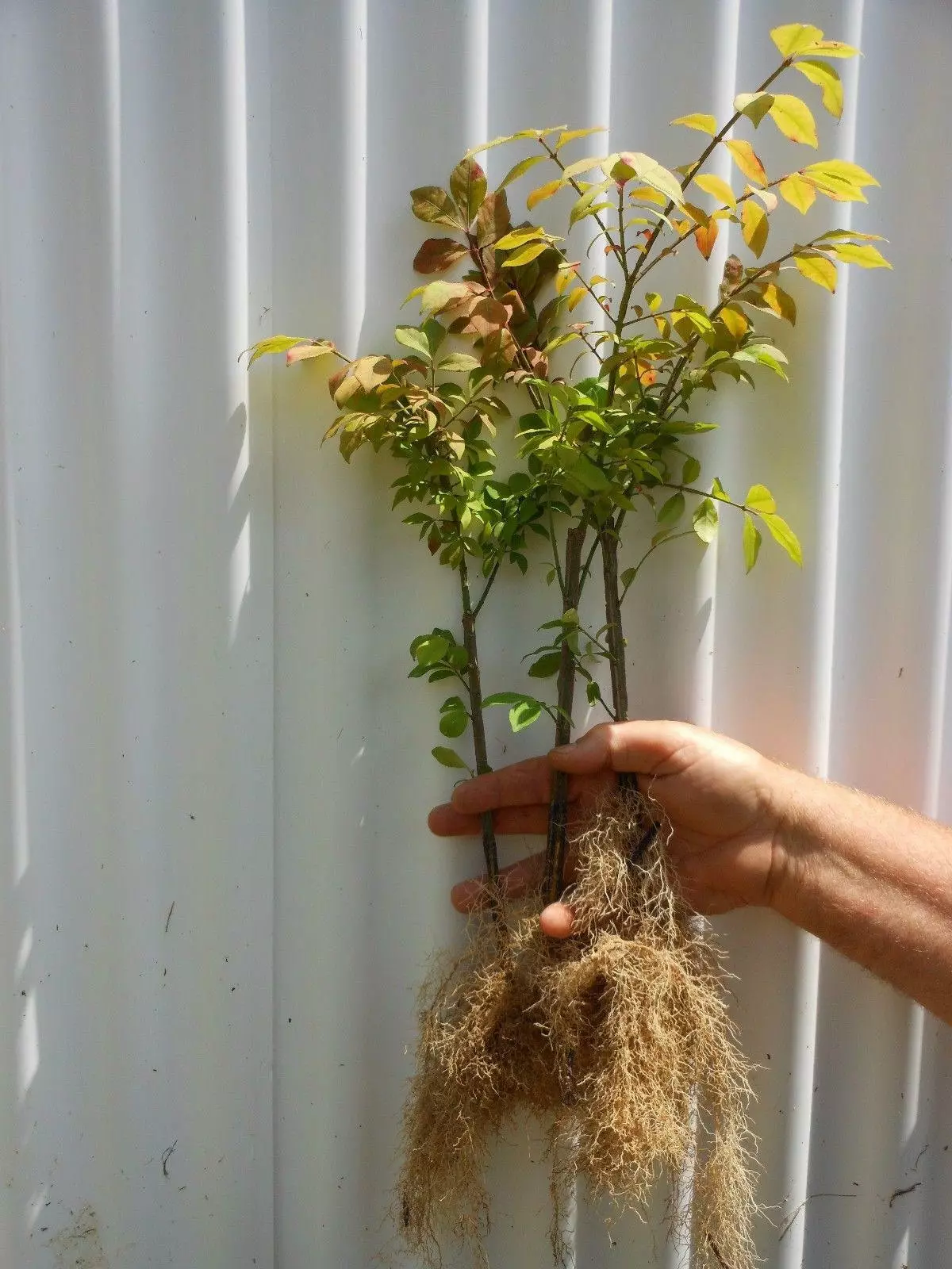 6-12&quot; Tall Dwarf Burning Bush/Shrub Live Plant Bare Root Euonymus alatus - $69.90