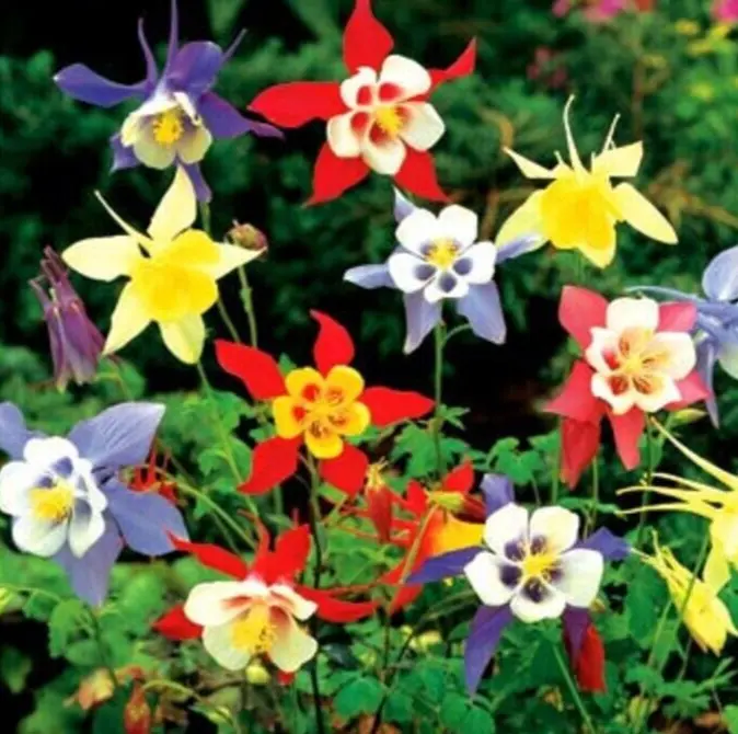 Columbine Mckana Giants Seeds 200+ Perennial Flower Mixed Colors - £7.02 GBP