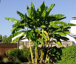 Basjoo Banana Tree Cold Hardy Musa Live Small Rooted Starter Plant - £31.69 GBP