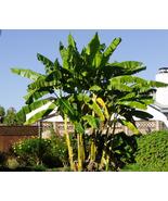 BASJOO Banana Tree Cold Hardy Musa Live SMALL ROOTED STARTER PLANT - $39.99