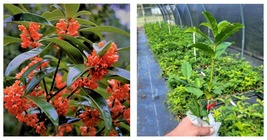 NEW! Red Flowering Fragrant Tea Olive ( osmanthus ) - Live Plant - ( 1 QT ) - £45.63 GBP