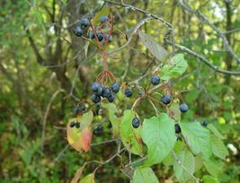 Fresh 20 seeds Nannyberry Native Shrub (Viburnum lentago) Edible &amp; Medic... - $3.48
