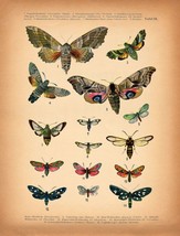 8500.Decoration Poster.Home Room wall interior art design.Antique Butterfly art - £13.66 GBP+