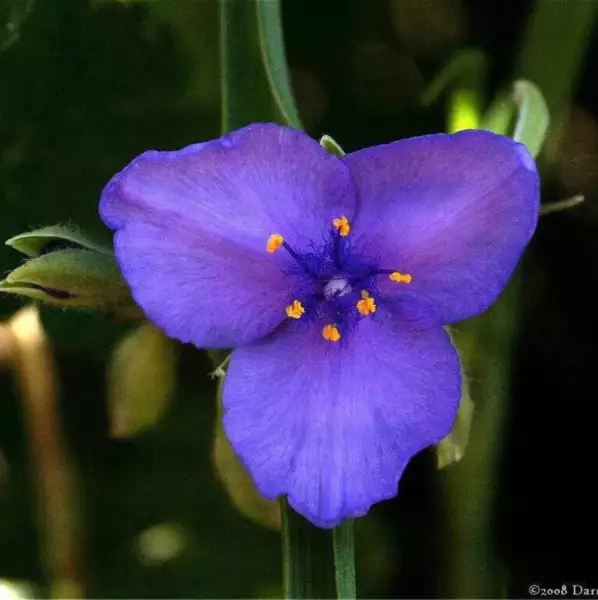 Top Seller 100 Purple Ohio Spiderwort Tradescantia Ohiensis Widows Tears... - $14.60