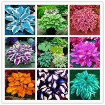 Hosta - Mixed 12 Colors, 500 SEEDS D - $18.35