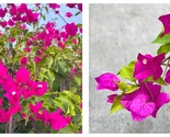 Miami Pink Bougainvillea Small Well Rooted Starter Plant - $40.93