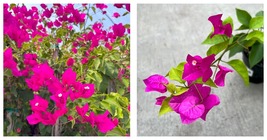 Miami Pink Bougainvillea Small Well Rooted Starter Plant - £32.89 GBP
