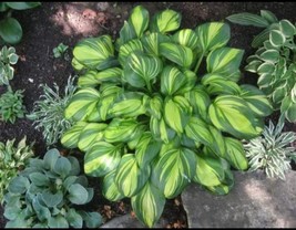 Hosta Sagae BLUE &amp; GOLD VARIEGATED LEAVES Seeds! - $17.78 CAD