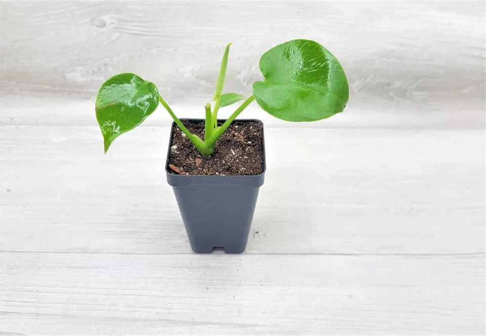 Monstera Deliciosa ,Swiss Cheese Live Plant, Evergreen Table Plant in 3&quot; POT - $22.99