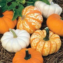 USA Seller 1R9D2 Mini Harvest Pumpkin Seeds Mini Pumpkin Variety 25 Thru... - $25.50