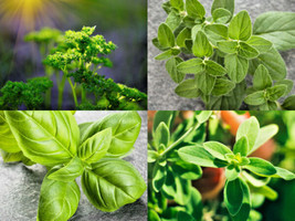 Culinary Herb Seeds Survival Kit or Grow Indoors: Basil Parsley Oregano ... - £7.51 GBP
