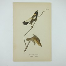 Bird Lithograph Print Reed-bird Bobolink after John James Audubon Antique 1890 - £16.07 GBP