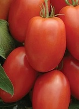 Roma Tomato Seeds | Heirloom - Non-GMO | 50 Seeds - $3.75