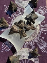 5 Devil Pods, Water Caltrops, Trapa Natans, Protection from Evil Spirits, Luck,  - £2.74 GBP