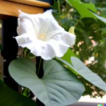  MOONFLOWER MORNING GLORY White Moon Flower Ipomoea Alba Flower Vine 30 ... - £9.38 GBP