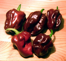 New Fresh 25 Seeds Chocolate Habanero Pepper Garden Vegetables Planting - $7.00