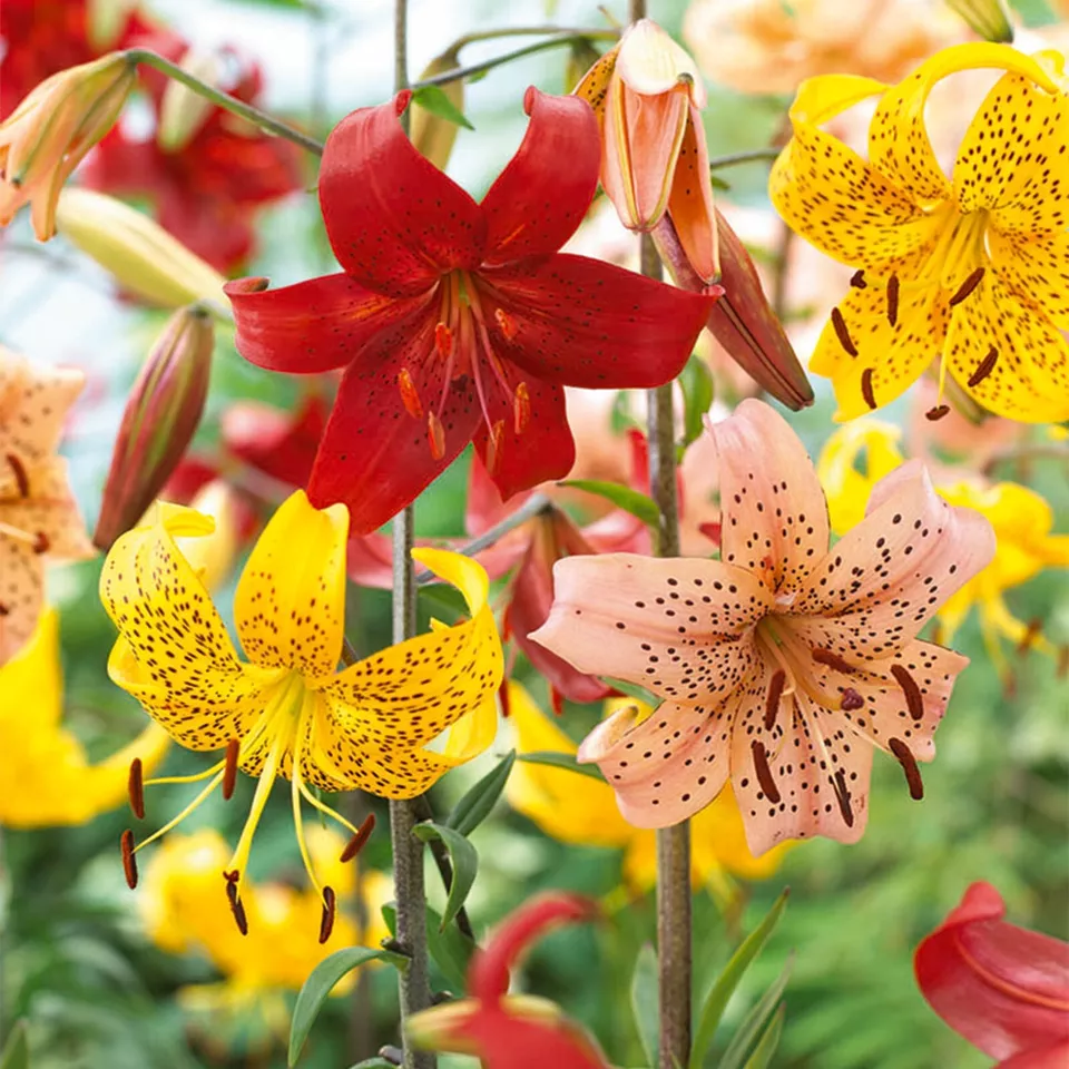 Twinkle Tiger Lily Mixed Flower Bulbs - £31.15 GBP