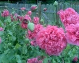 100 Pcs Bombast Rose Peony Flower Seeds #MNSS - £11.79 GBP