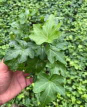 4&quot; Pot Potted common English Ivy Hedera helix Live Plant - £47.67 GBP