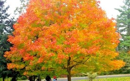 20 Green Mountain Sugar Maple Seeds Acer Saccharum Green Mountain USA SELLER Fas - £9.40 GBP