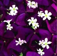 Mixed Oxalis Bonsai Flowers Cuckooflower Rotary Sorrel Versicolor For &amp; Lady Smo - £8.43 GBP