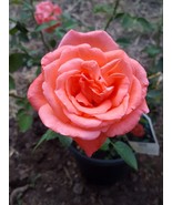 Tropicana Hybrid Tea Rose 1 Gal Bush Plants Shrub Plant Fine Orange Roses - $33.90