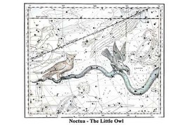 Noctua - The Little Owl by Alexander Jamieson - Art Print - £17.57 GBP+
