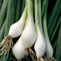 USA SELLER Nebuka Evergreen Bunching Onion Seeds Fast Shipping - £7.37 GBP