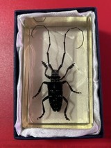 Yellow Spotted Longhorn Beetle In Clear Resin Block In Original Box - $17.81