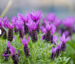  FRENCH LAVENDER Butterfly Flower Herb 100 Seed - $9.99