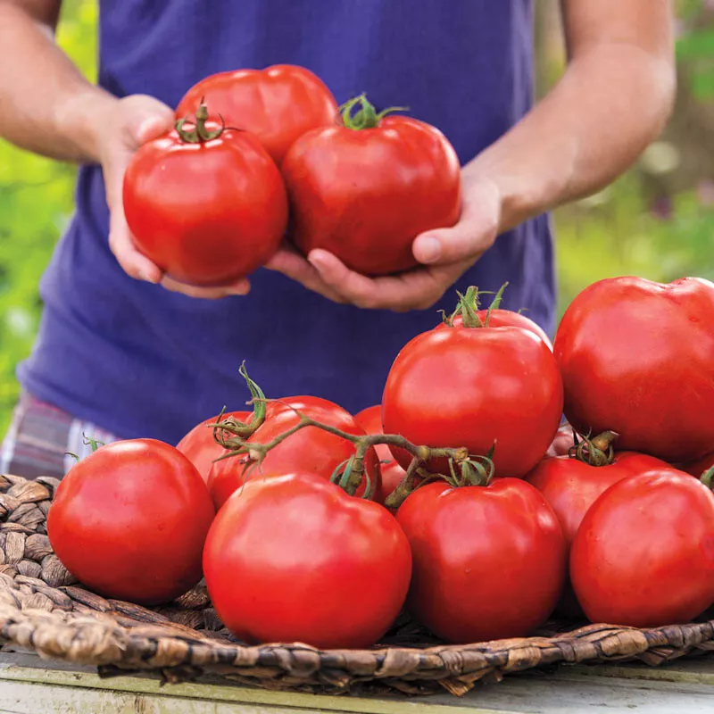 WTR 50 Seeds Celebration Tomato Juicy Tomatoe Vegetable Garden Planting ... - $8.97