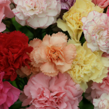 50 Mix Chabaud Carnation Flower Seeds - £4.96 GBP