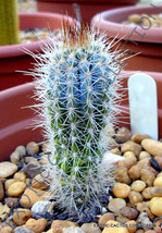 RARE PILOSOCEREUS BRAUNII  @@  exotic color columnar cacti cactus seed 1... - £18.64 GBP